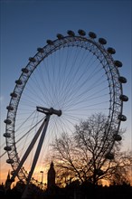 The London Eye at sunset with Big Ben at the back