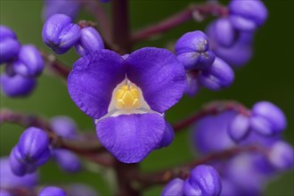 Flowering Bamboo or Blue Ginger (Dichorisandra thyrsiflora)