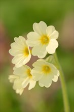 True Oxlip (Primula elatior)