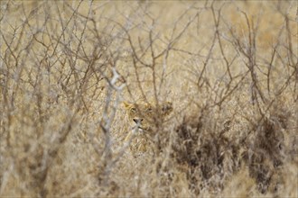 Lioness (Panthera leo)