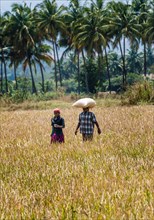 Indian woman carrying a sack of rice on her head on a field