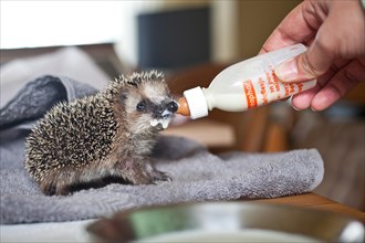 Sick young hedgehog is nursed by hand with special milk in a baby bottle