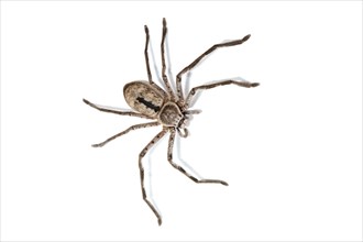 Huntsman Spider (Sparassidae