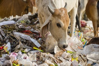 Cattle foraging in a heap of garbage