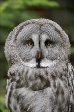 Eurasian Great Gray Owl (Strix nebulosa lapponica)