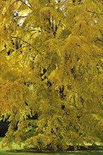 Katsura Tree (Cercidiphyllum japonicum) in autumn colours