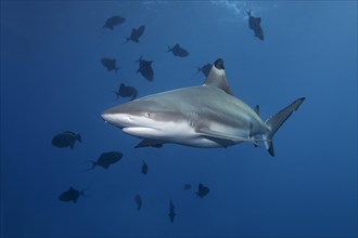 Blacktip Reef Shark (Carcharhinus melanopterus) and Redtoothed Triggerfish (Odonus niger)