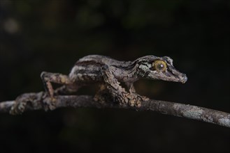 Flat-tailed gecko (Uroplatus sikorea)