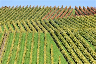 Vineyard in autumn