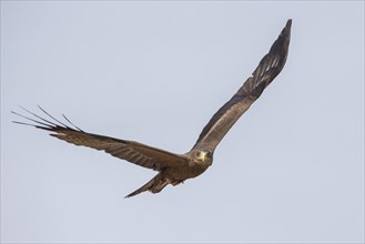 Yellow-billed Kite (Milvus aegyptius) in flight