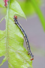 Caterpillar