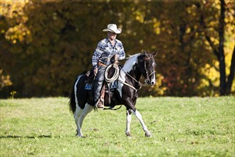 Cowboy galloping with a black tobiano American Paint Horse