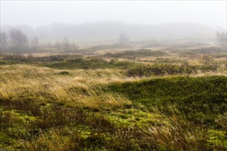 Marshes in winter