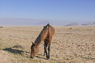 Wild horse in the Namib Desert