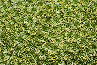 Plant cushion on a mountain meadow