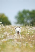 Jack Russell - Parson Russell Terrier