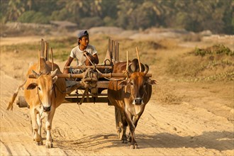 Boy travelling on an oxcart