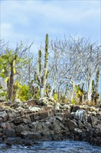Palo Santo trees (Bursera graveolens)