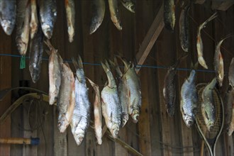 Fish hung up for drying