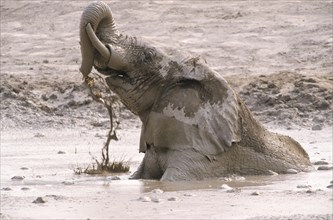 African Elephant (Loxodonta africana) taking a mud bath
