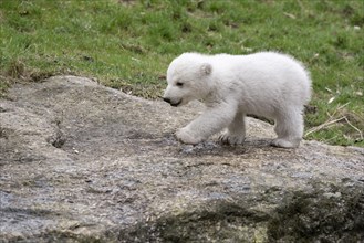 Polar Bear (Ursus maritimus) cub
