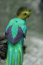 Resplendent quetzal (Pharomachrus mocinno)