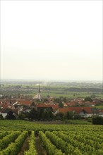 The village of Maikammer
