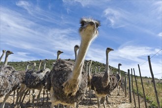 Ostriches (Struthio camelus) on a commercial ostrich farm