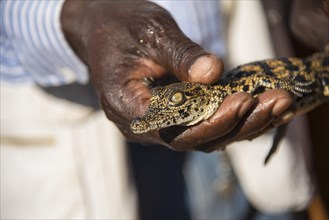 Hand holding a young Nile Crocodile (Crocodylus niloticus)