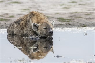 Spotted Hyena (Crocuta crocuta) resting