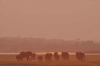 African Bush Elephants (Loxodonta africana)