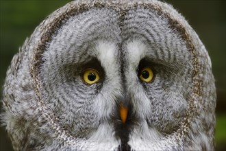 Eurasian Great Gray Owl (Strix nebulosa lapponica)