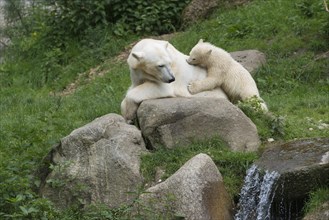 Polar Bears (Ursus maritimus) female Giovanna playing with her cub