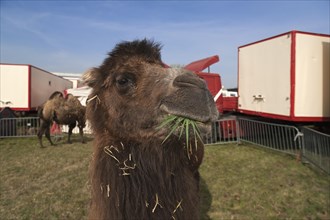 Bactrian camel (Camelus bactrianus) in the enclosure