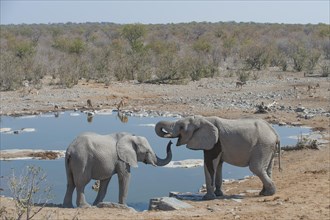 Two African Elephants (Loxodonta africana) drinking at Halali waterhole