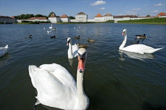 Mute swans (Cygnus olor) on the palace canal