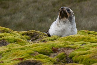 Antarctic Fur Seal (Arctocephalus gazella)