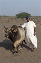 Omani wearing traditional dress proudly displaying a bull before a bull fight