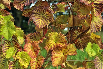 Solaris vine leaves in autumn coloring