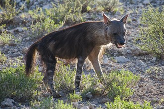 Brown Hyena (Parahyaena brunnea)