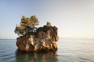 Tree growing on a rock in the sea