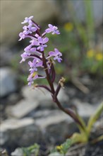 Branciforti's Orchid (Orchis Branciforti)