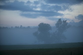 Morning mist over a meadow