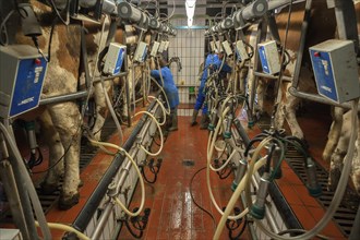 Cows being milked in a herringbone milking parlor