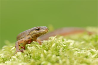 Smooth Newt or Common Newt (Lissotriton vulgaris