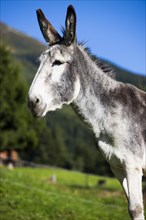 Andalusian giant donkey crossbreed