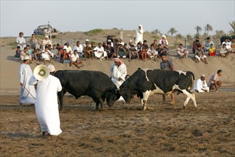Bull fight in the Barka Arena