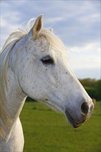 Riding Horse