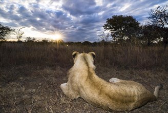 Lion (Panthera leo)