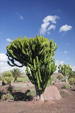 Euphorbia plants (Euphorbiaceae)